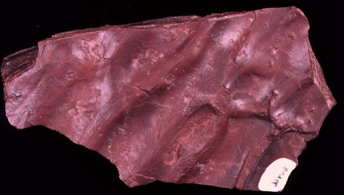 Mudstone — example specimen