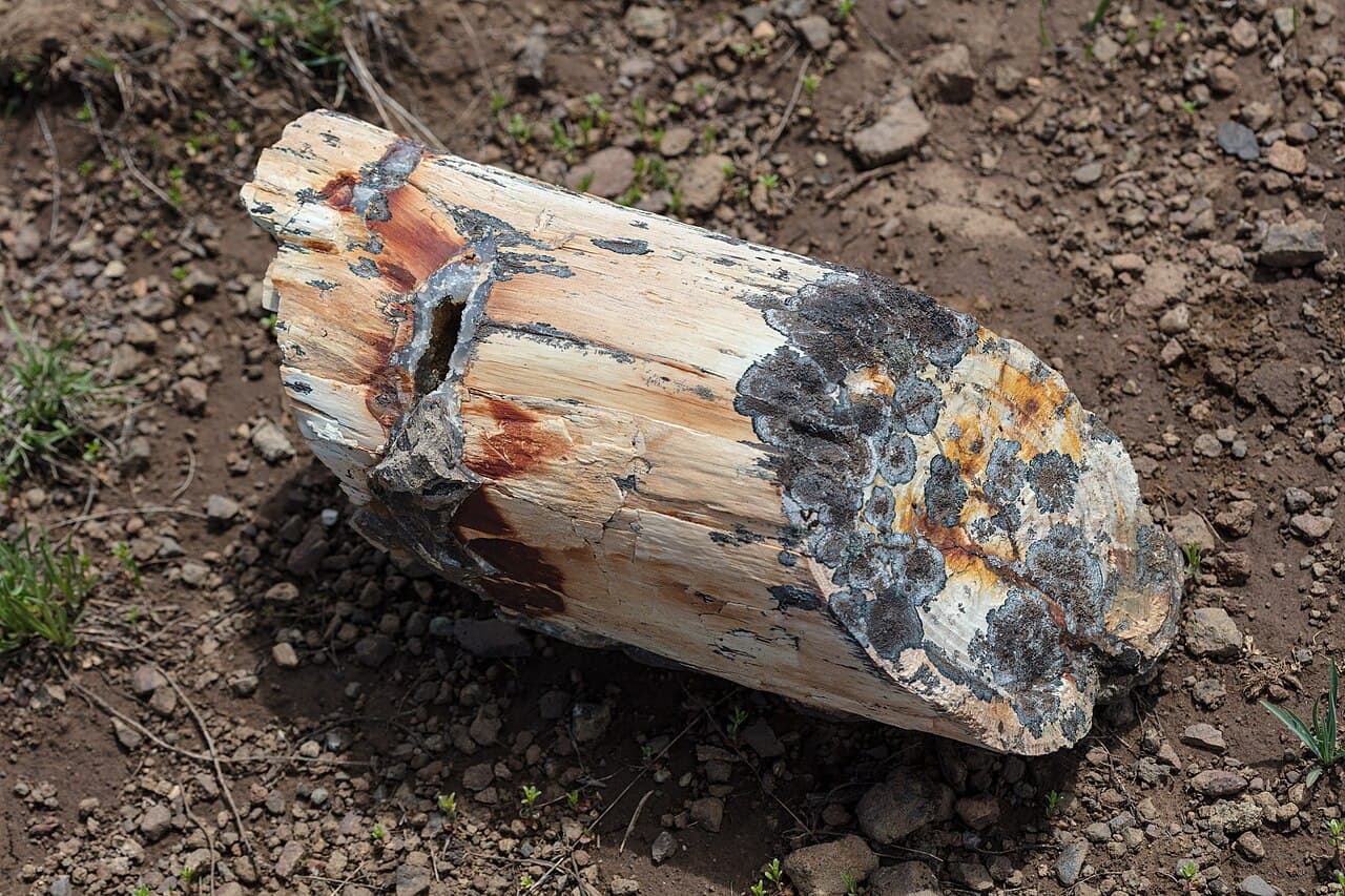 Petrified Wood — example specimen