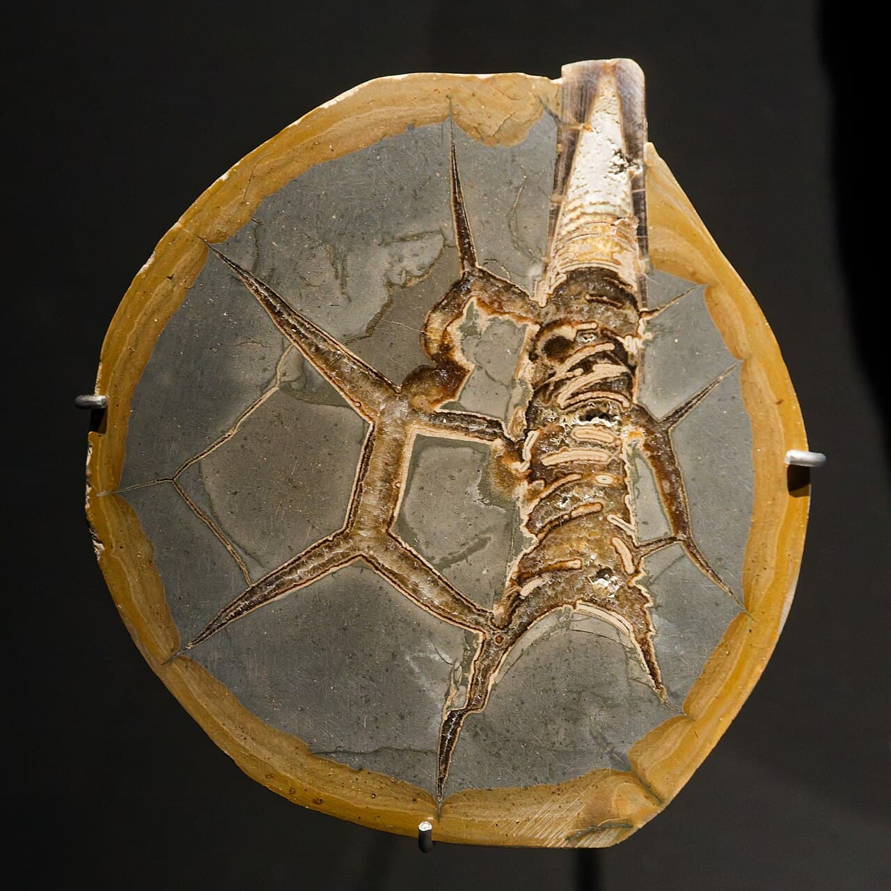 Septarian — example specimen