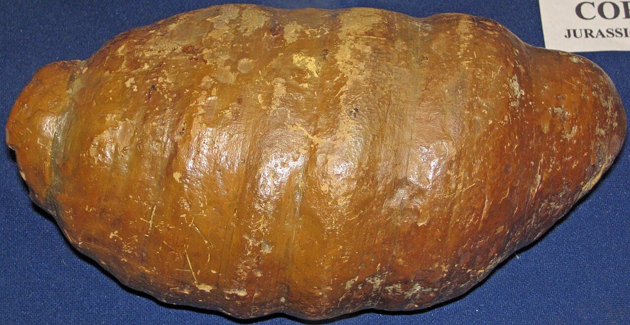 Coprolite — example specimen