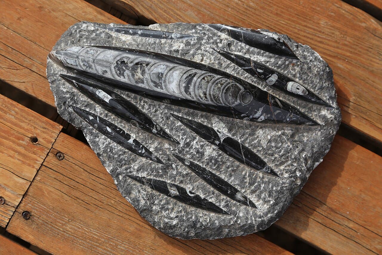 Orthoceras — example specimen