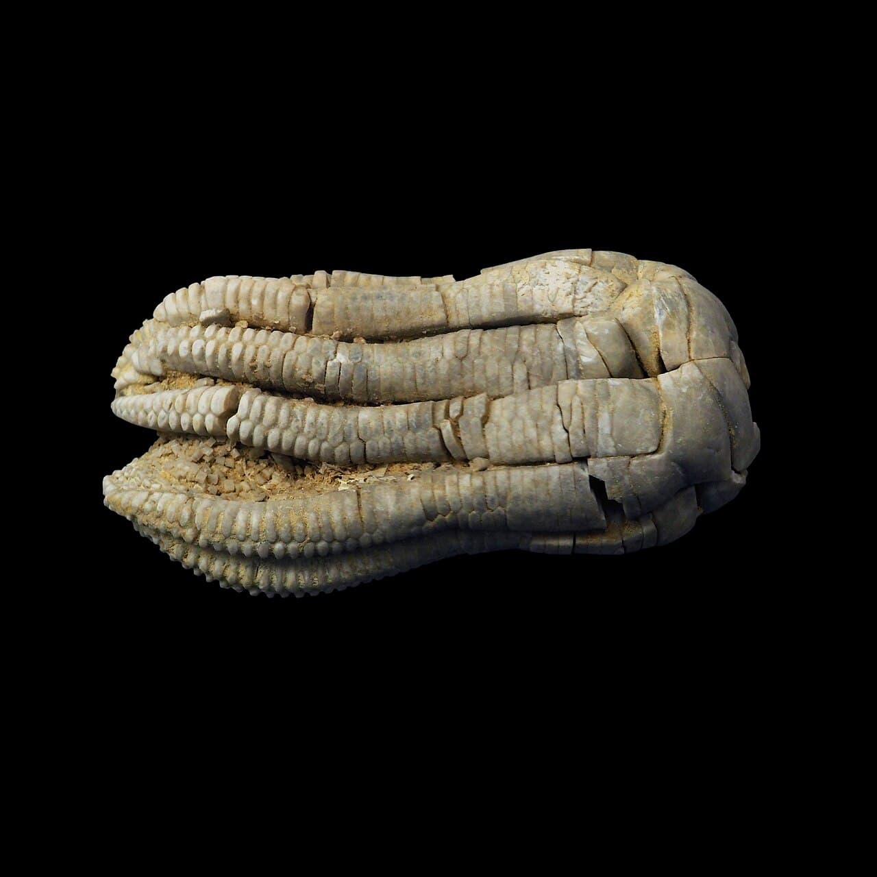 Crinoid — example specimen