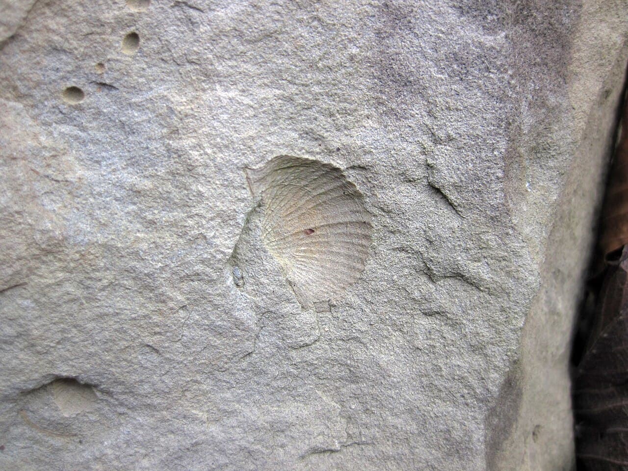 Brachiopod — example specimen