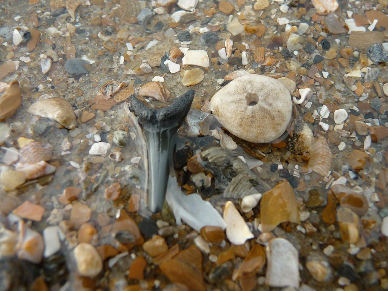 Shark Tooth — example specimen