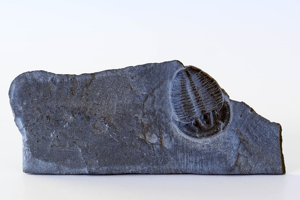 Trilobite — example specimen