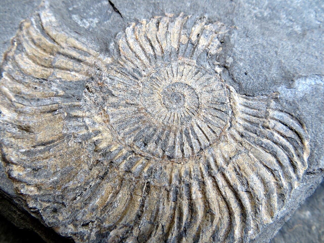 Ammonite — example specimen