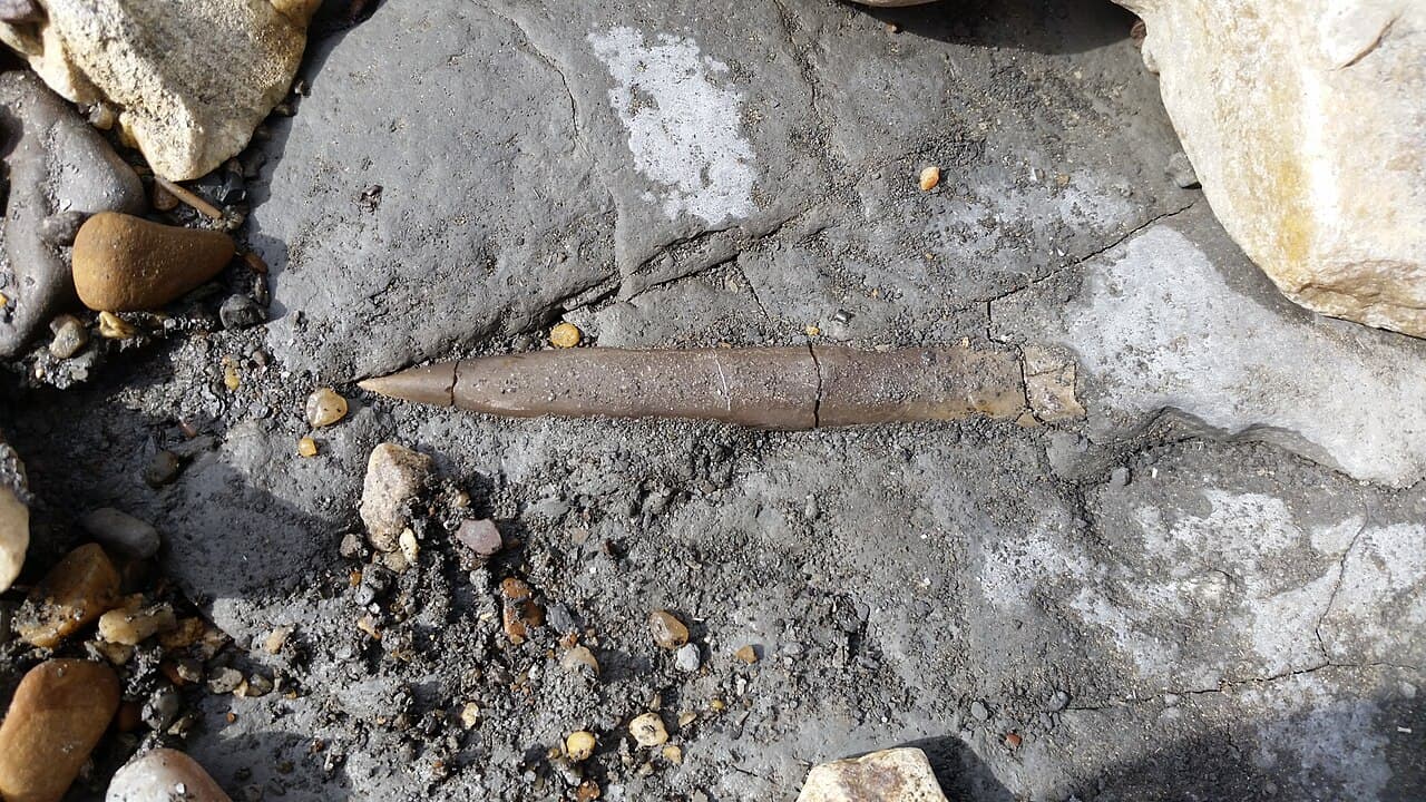 Belemnite — example specimen
