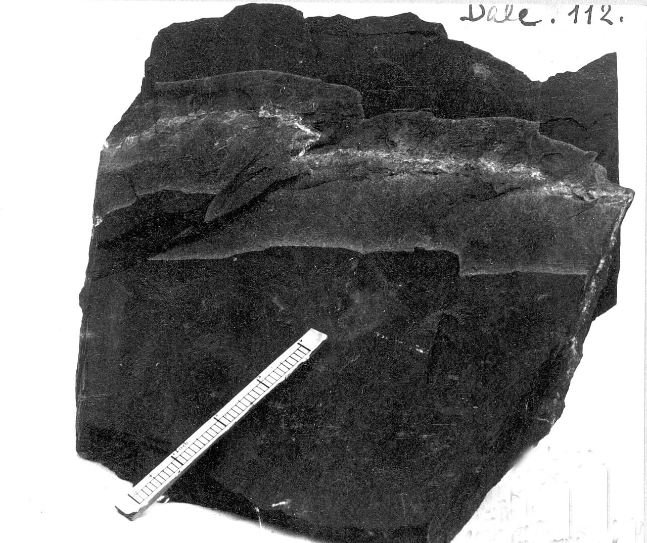 Slate — example specimen